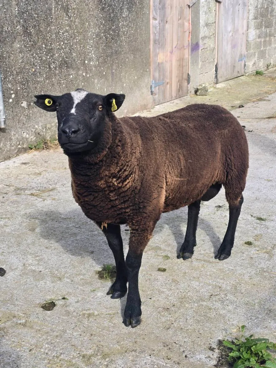 PBNR Dutch Spotted Hogget Ram - Image 2