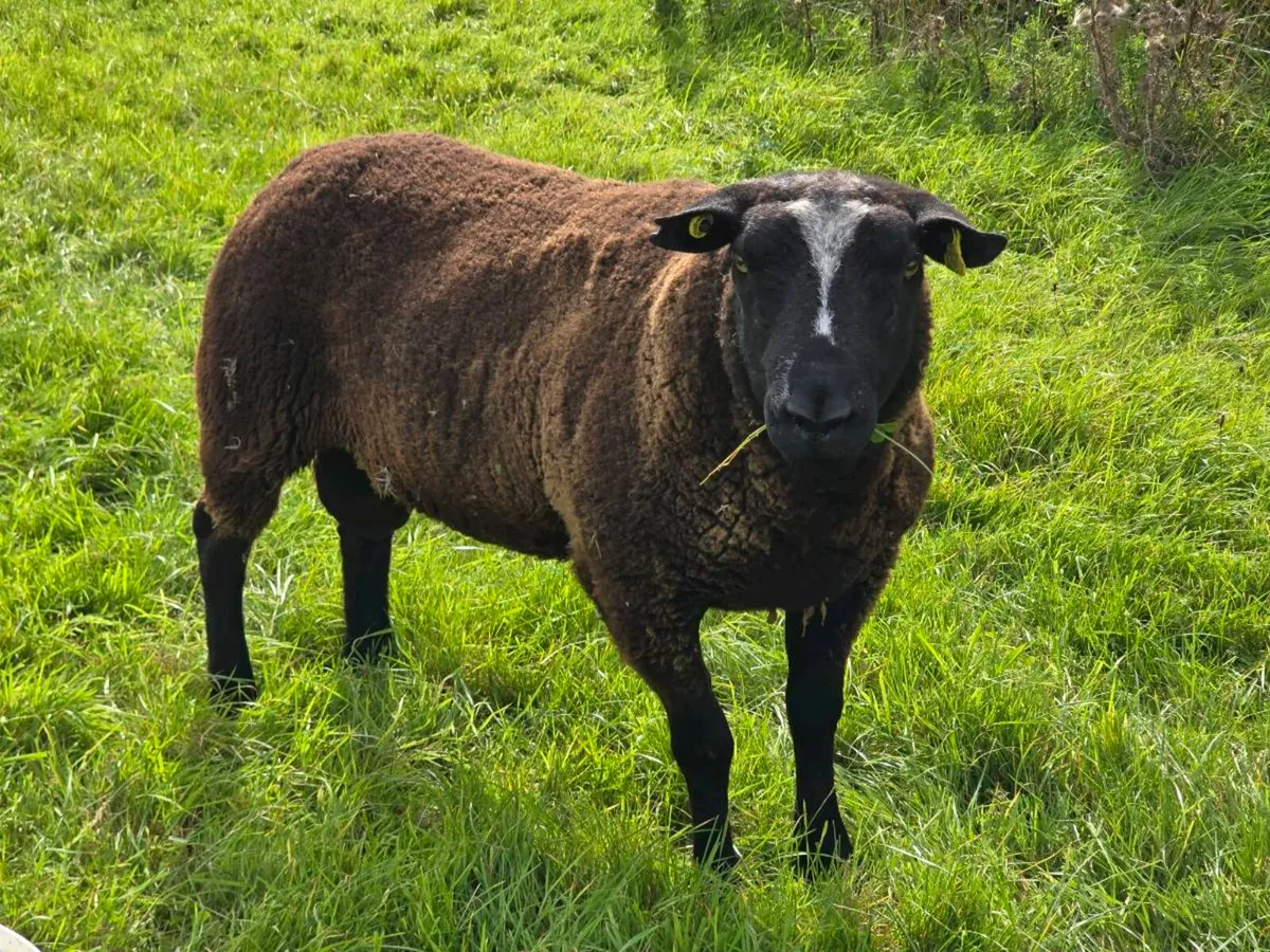 PBNR Dutch Spotted Hogget Ram - Image 3