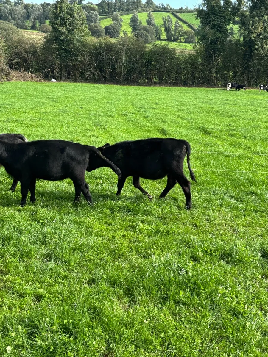 Weanling Heifers - Image 2