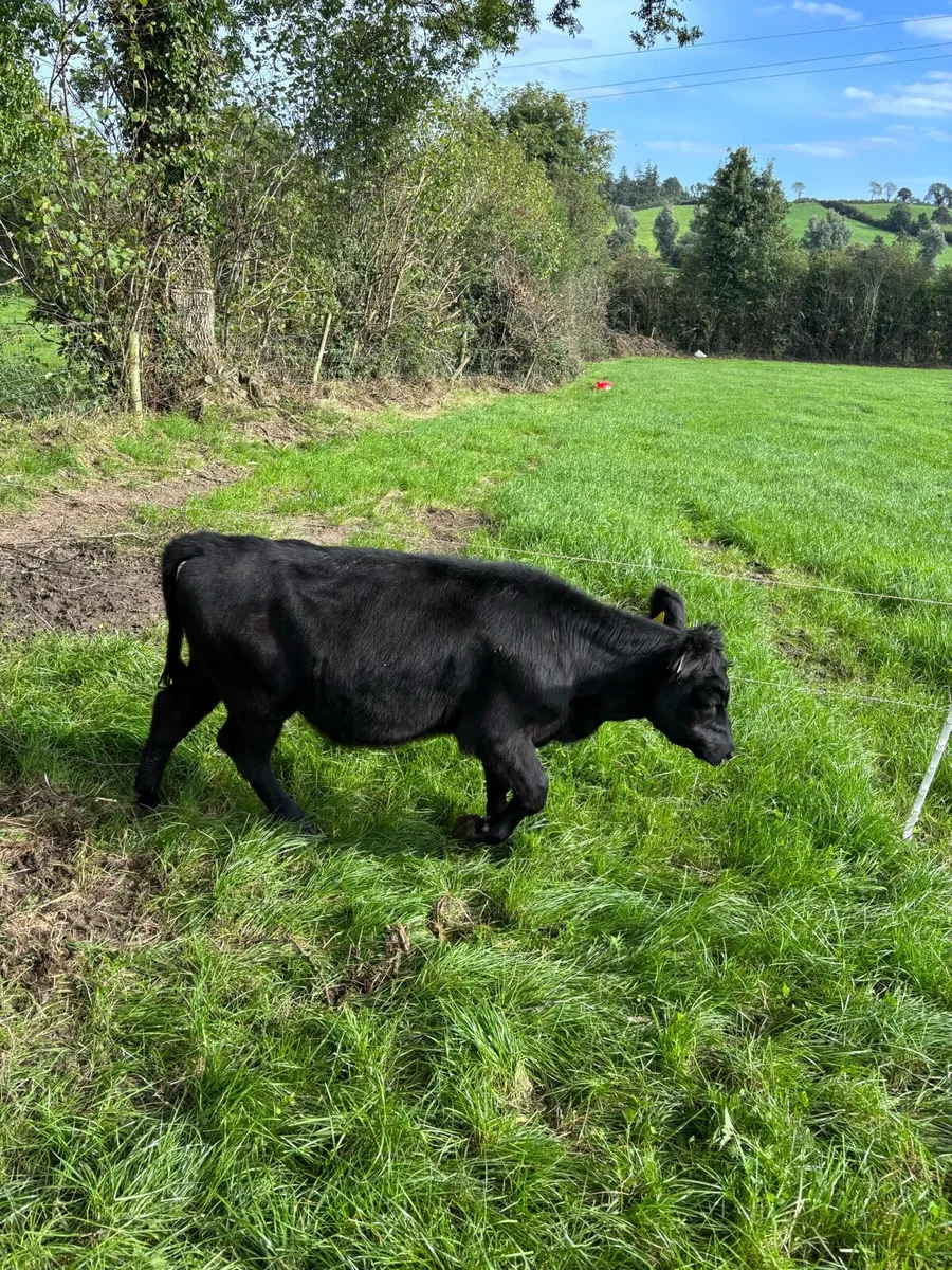 Weanling Heifers - Image 3