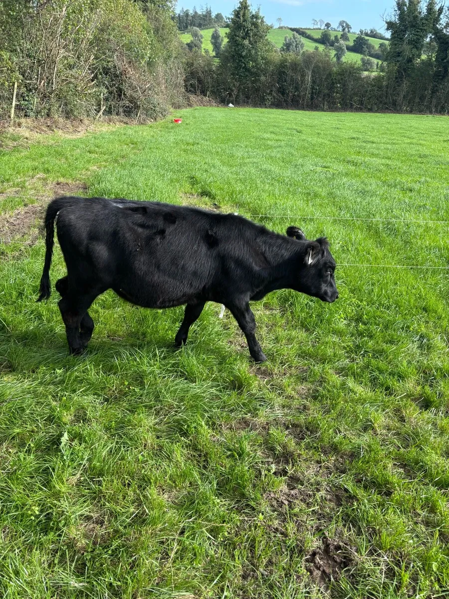Weanling Heifers - Image 4