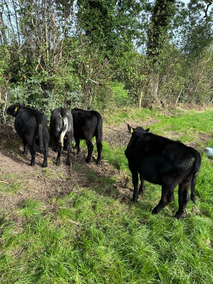 Weanling Heifers - Image 1