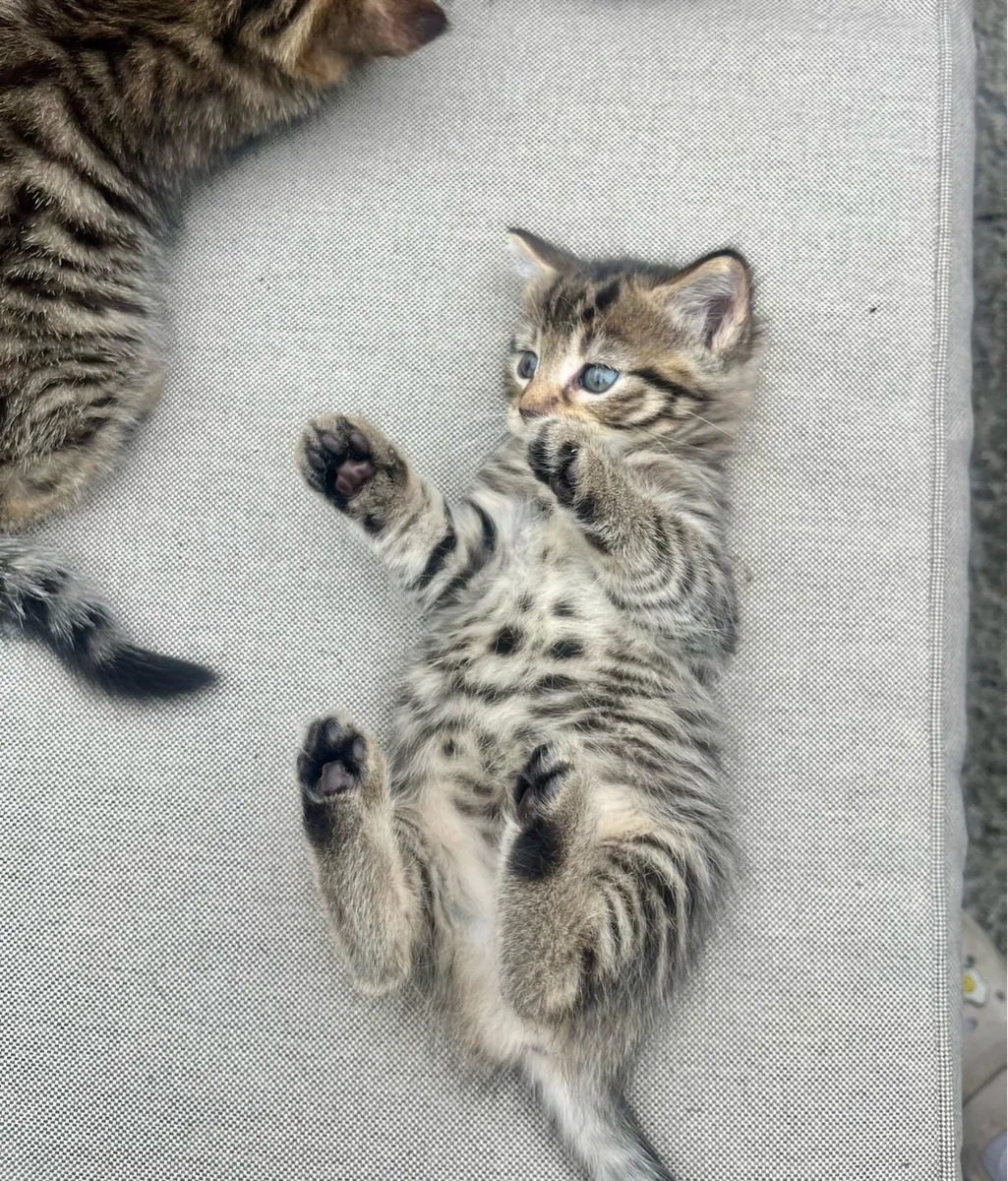 Kitten - Image 2