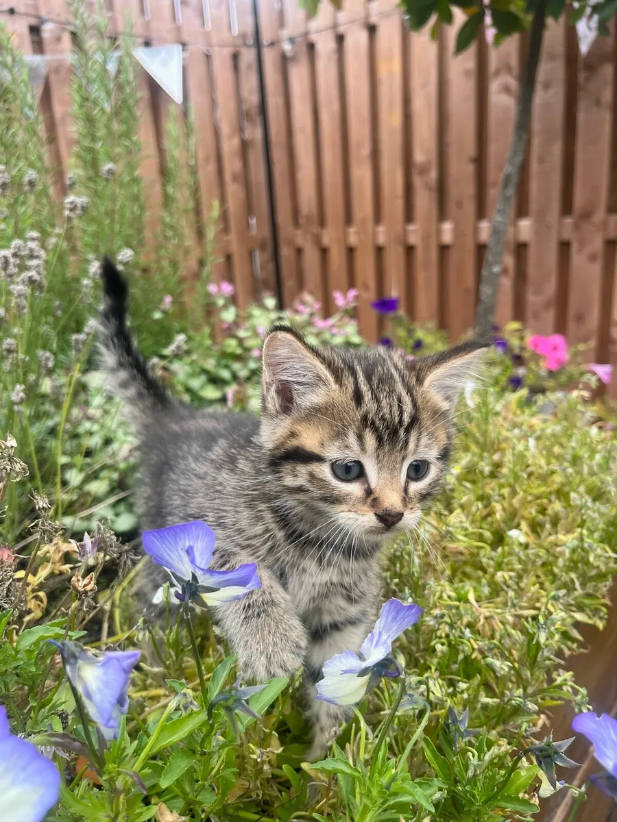 Kitten - Image 1