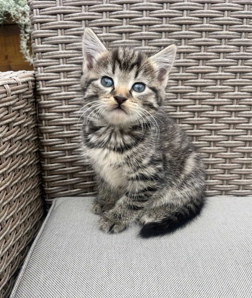 Kitten - Image 4