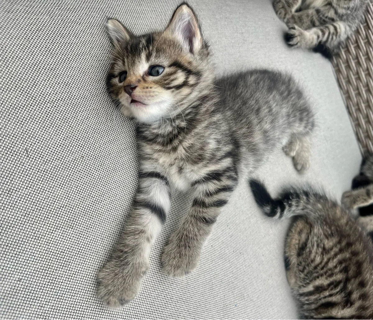 Kitten - Image 3