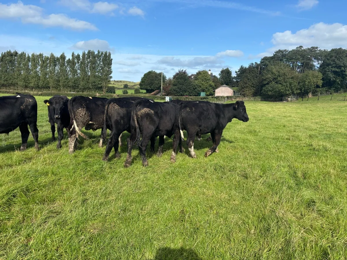 6 super Angus store bullocks - Image 2