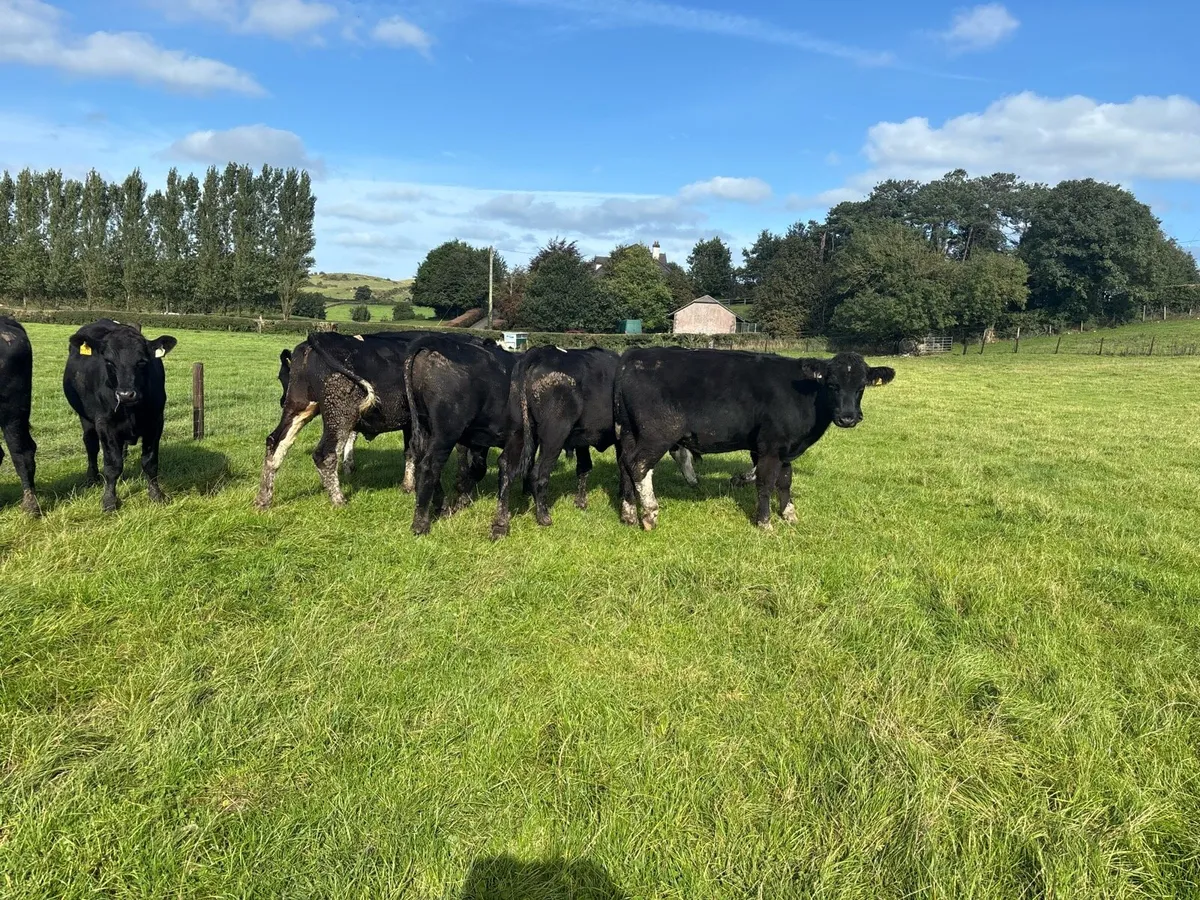 6 super Angus store bullocks - Image 3