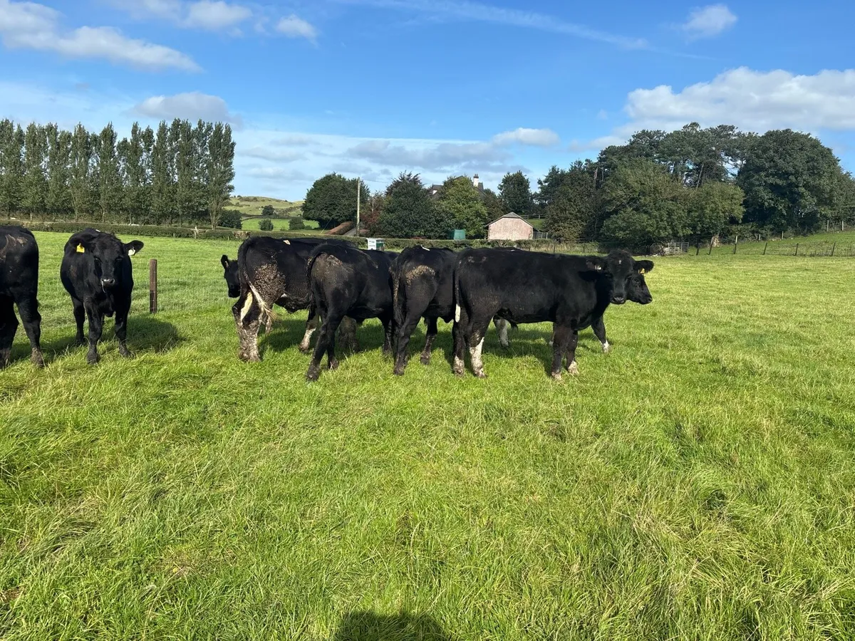 6 super Angus store bullocks - Image 4