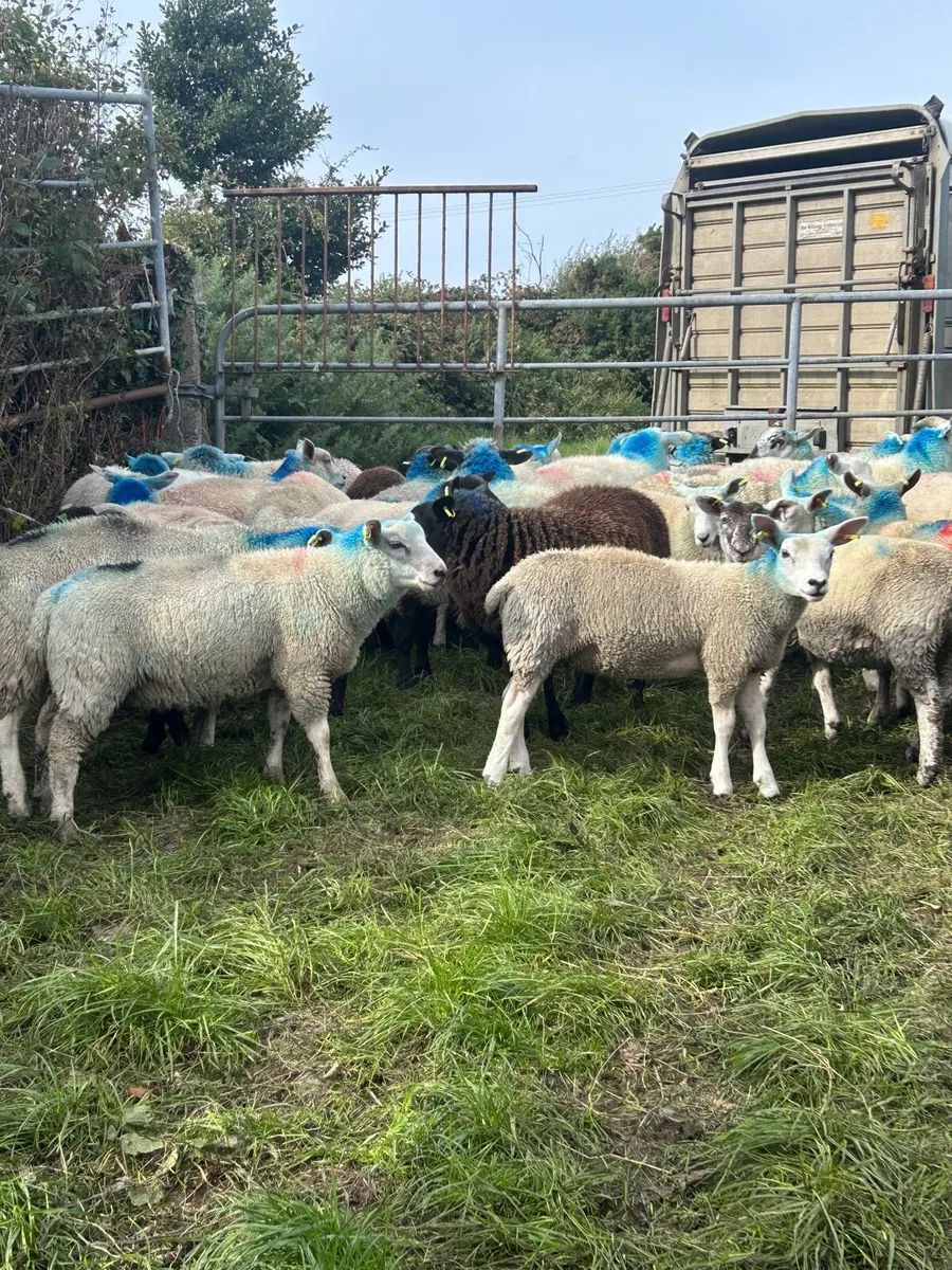 Store lambs - Image 1