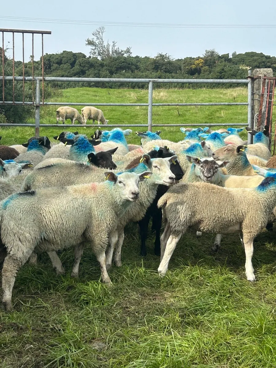 Store lambs - Image 2