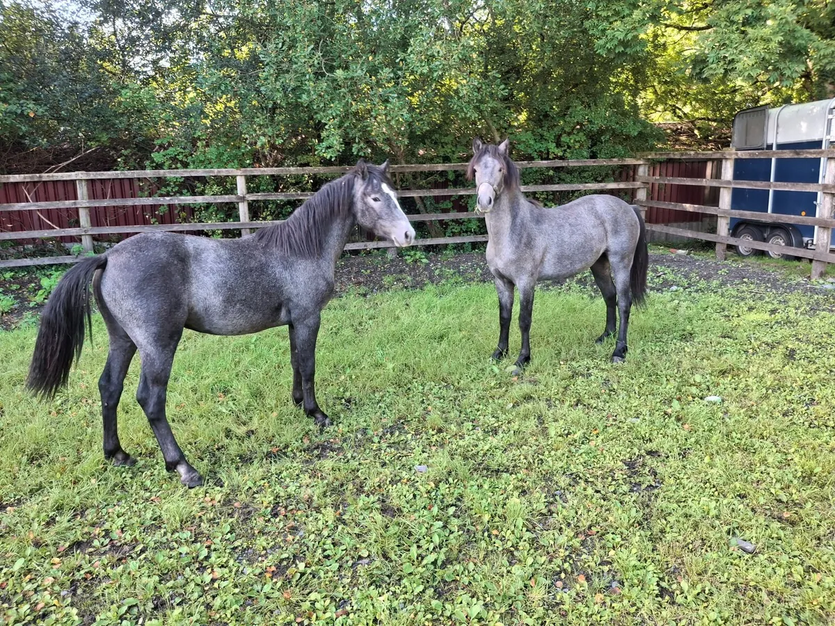 Two Top-Quality Connemara Yearling Colts - Image 1
