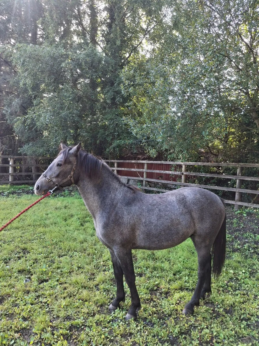 Two Top-Quality Connemara Yearling Colts - Image 4