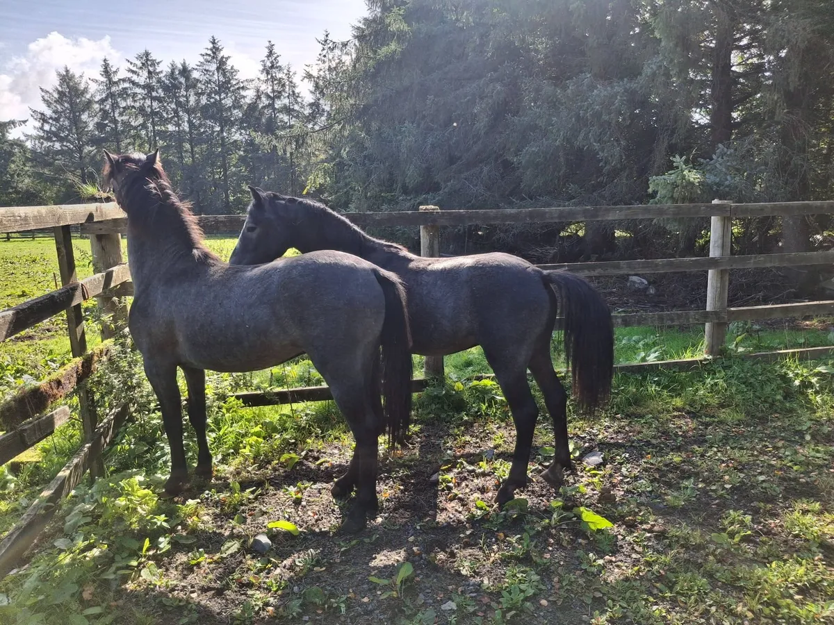 Two Top-Quality Connemara Yearling Colts - Image 2