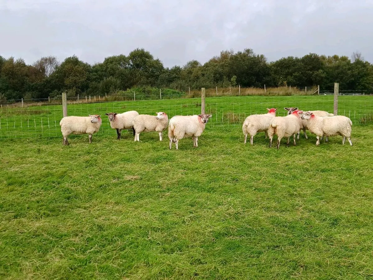 Hilltex ewe lambs - Image 1