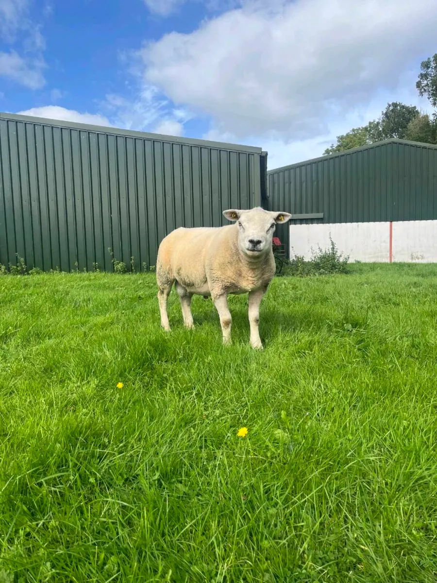 Texel Ram Hogget - Image 1