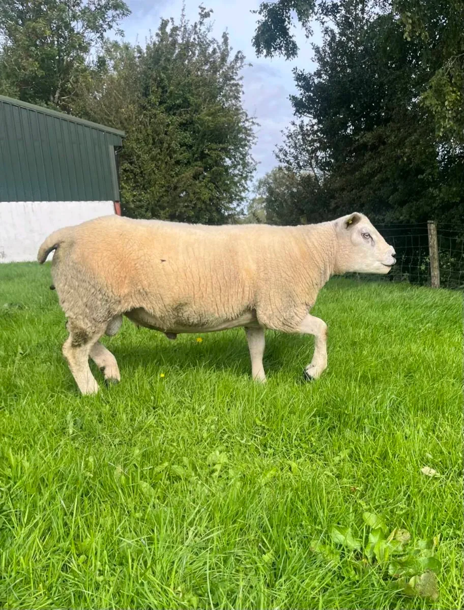 Texel Ram Hogget - Image 3