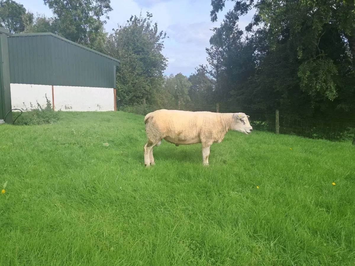 Texel Ram Hogget - Image 4