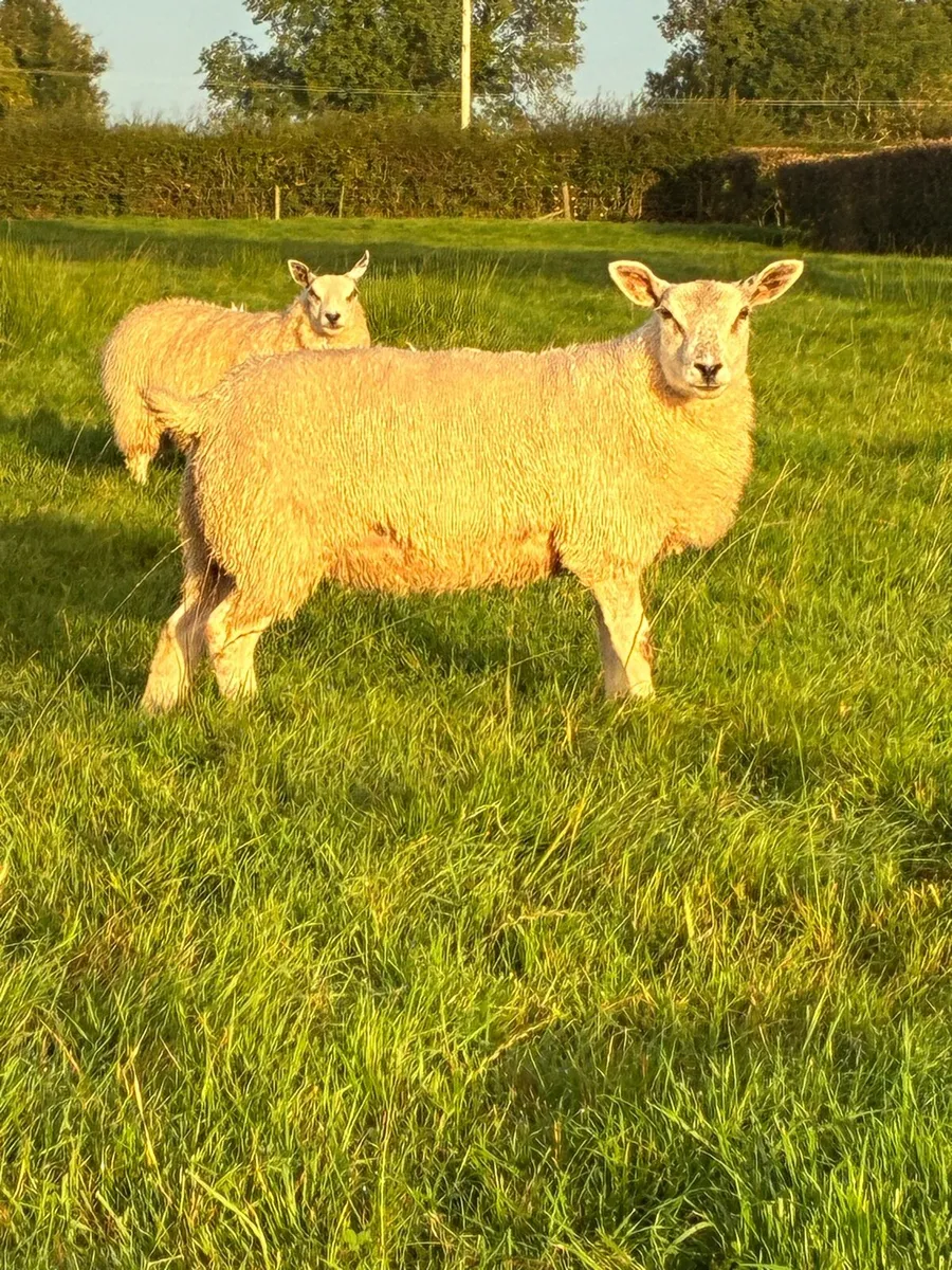 10 Ewe Lambs - Image 1