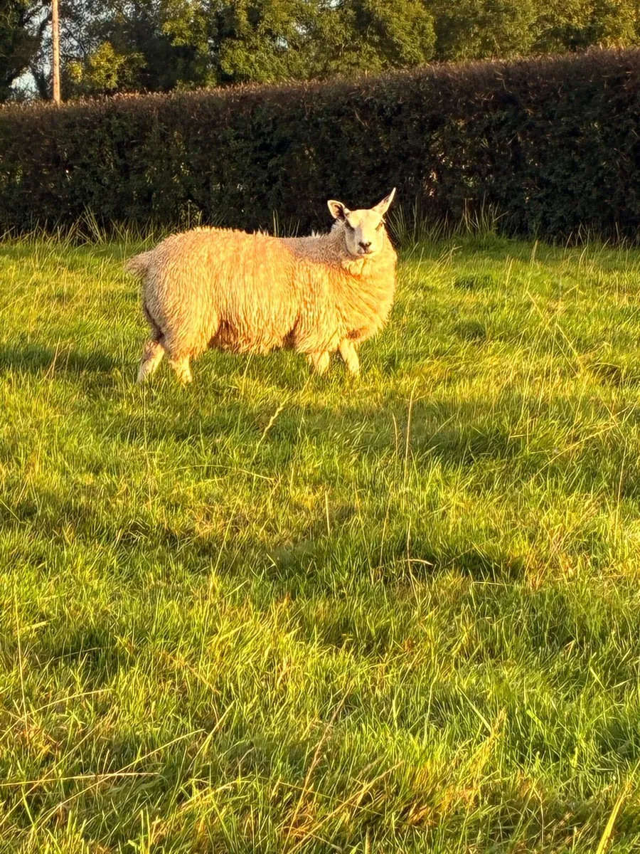 10 Ewe Lambs - Image 2