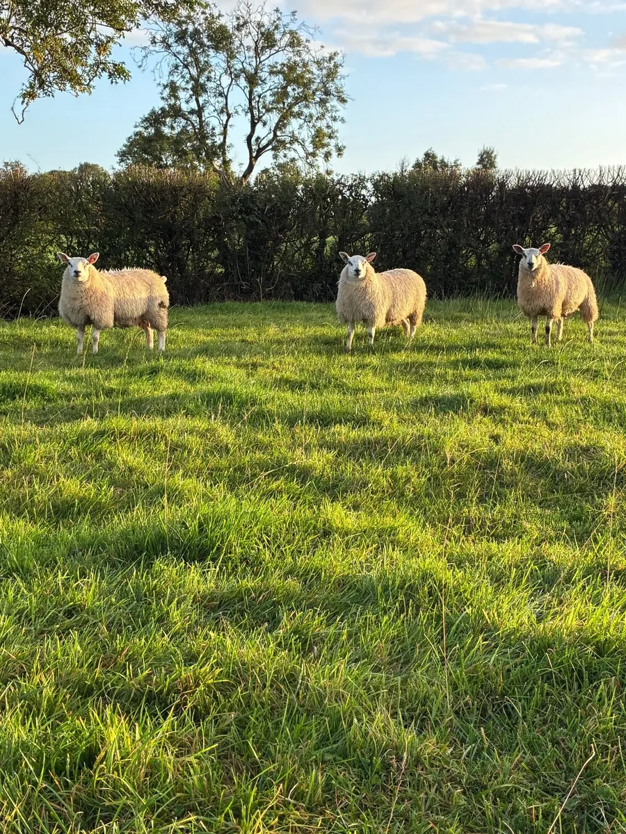 10 Ewe Lambs - Image 3