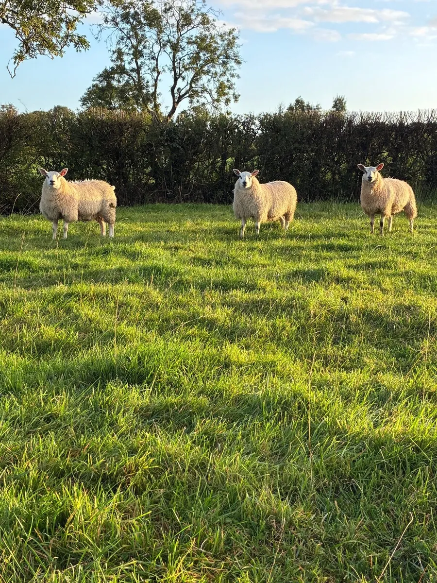 10 Ewe Lambs - Image 4