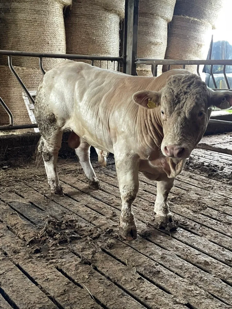 2 super purbread ch bulls very easy calving - Image 1