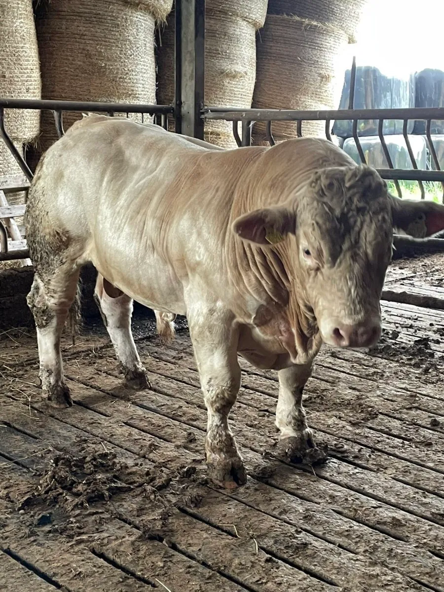 2 super purbread ch bulls very easy calving - Image 2