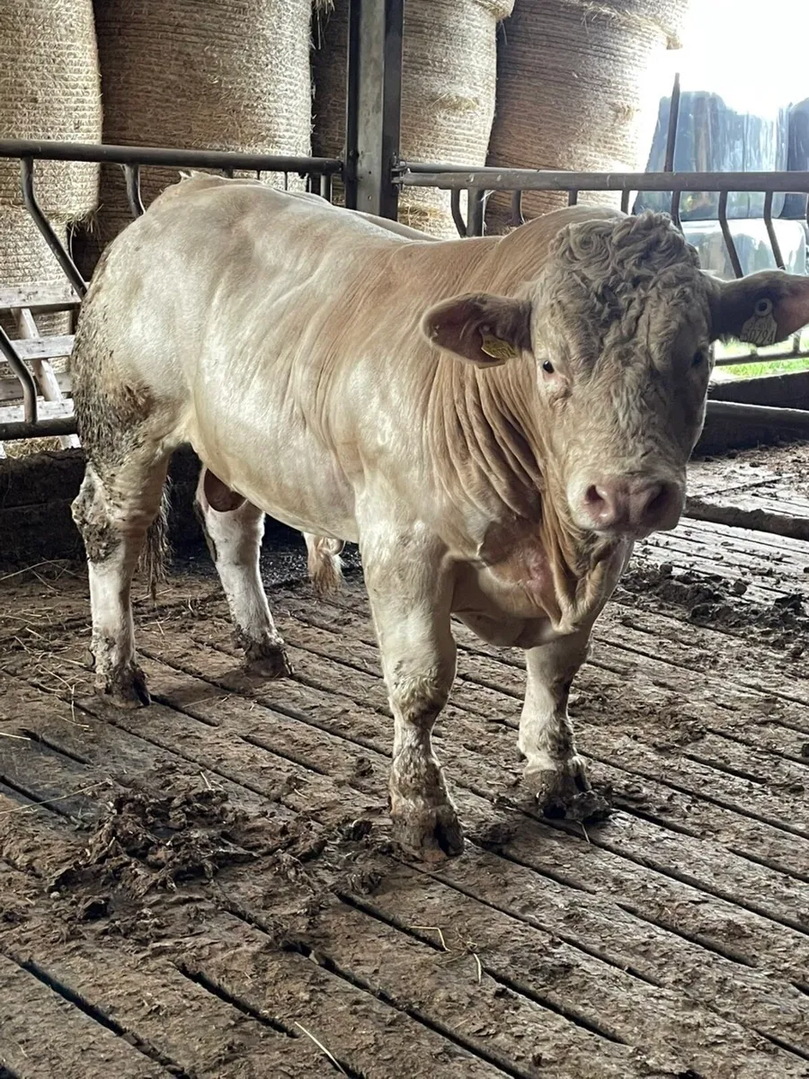 2 super purbread ch bulls very easy calving - Image 4