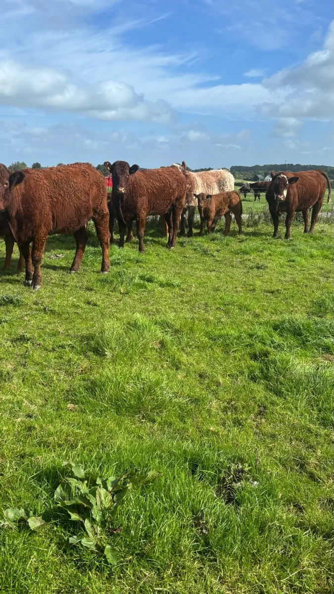 Cattle - Image 1