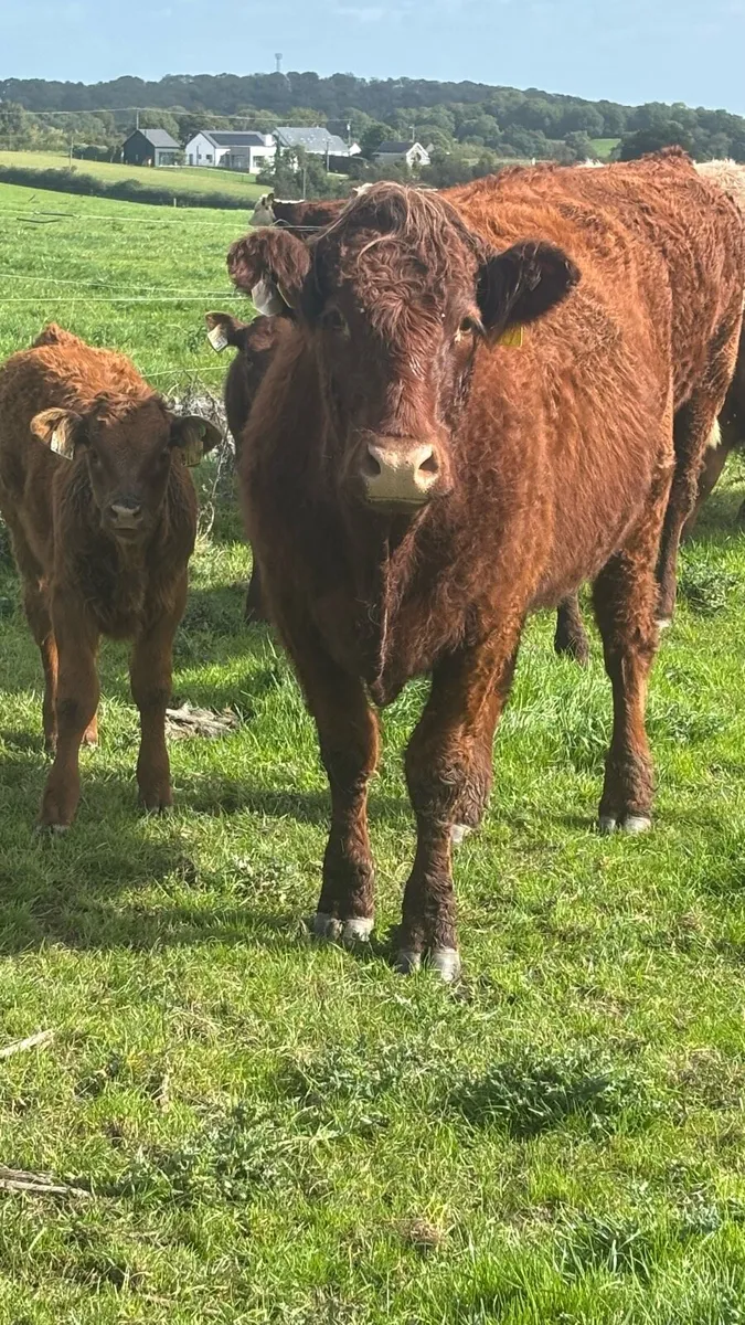 Cattle - Image 2