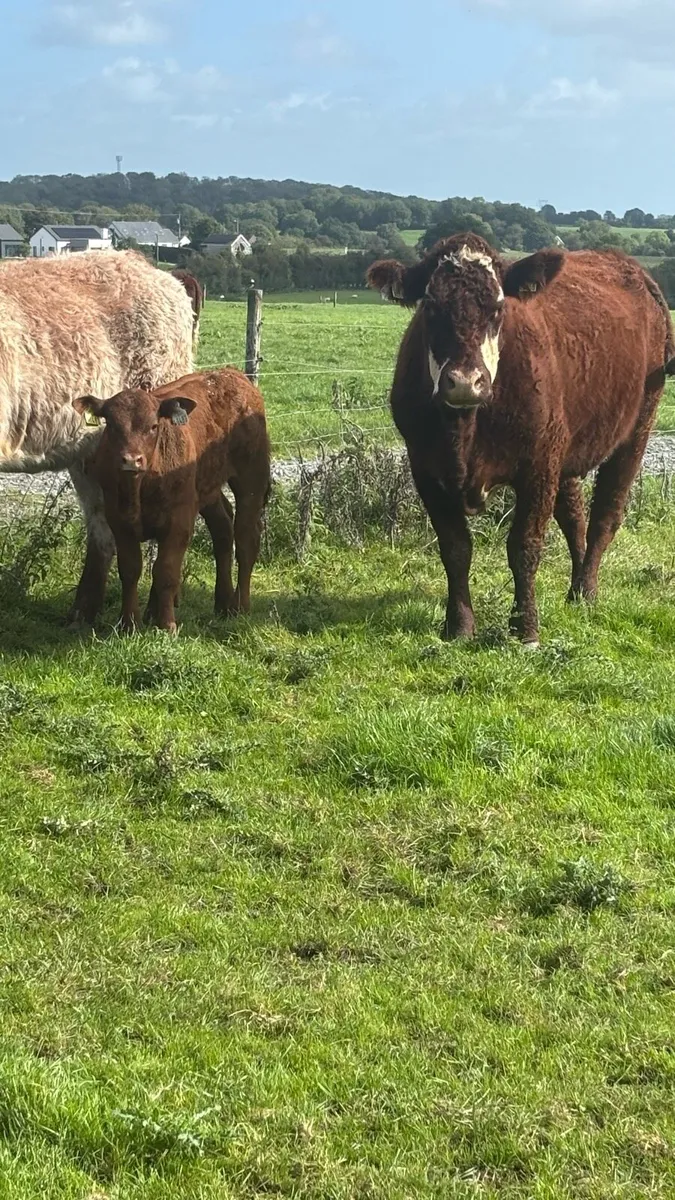 Cattle - Image 3