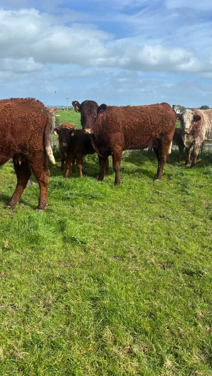 Cattle - Image 4