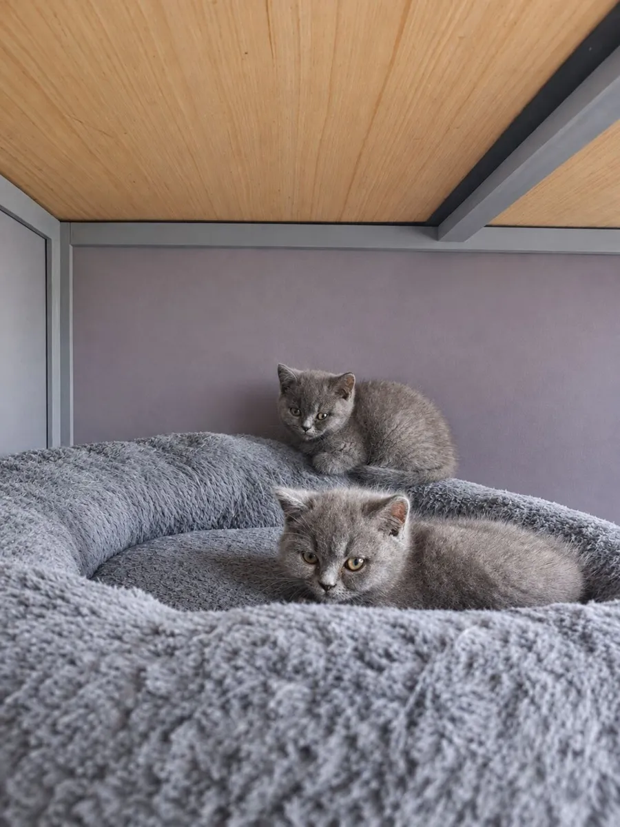 Purebred british shorthair - Image 2