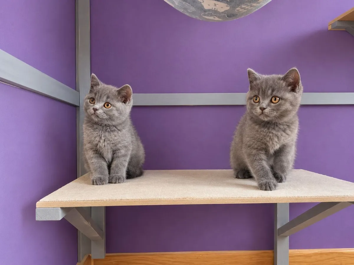 Purebred british shorthair - Image 1