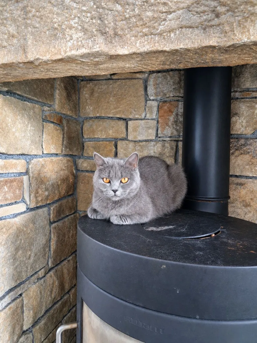 Purebred british shorthair - Image 3