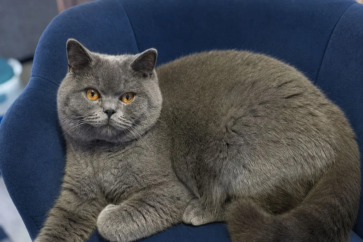 Purebred british shorthair - Image 4