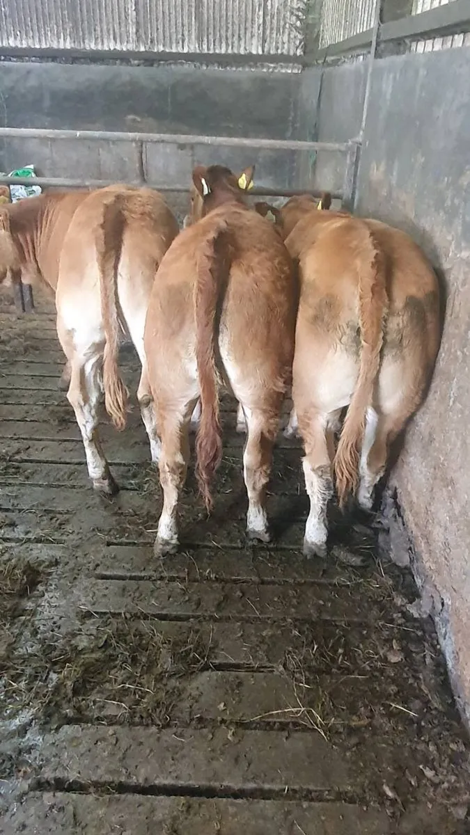 Weanling  limousin heifers - Image 3