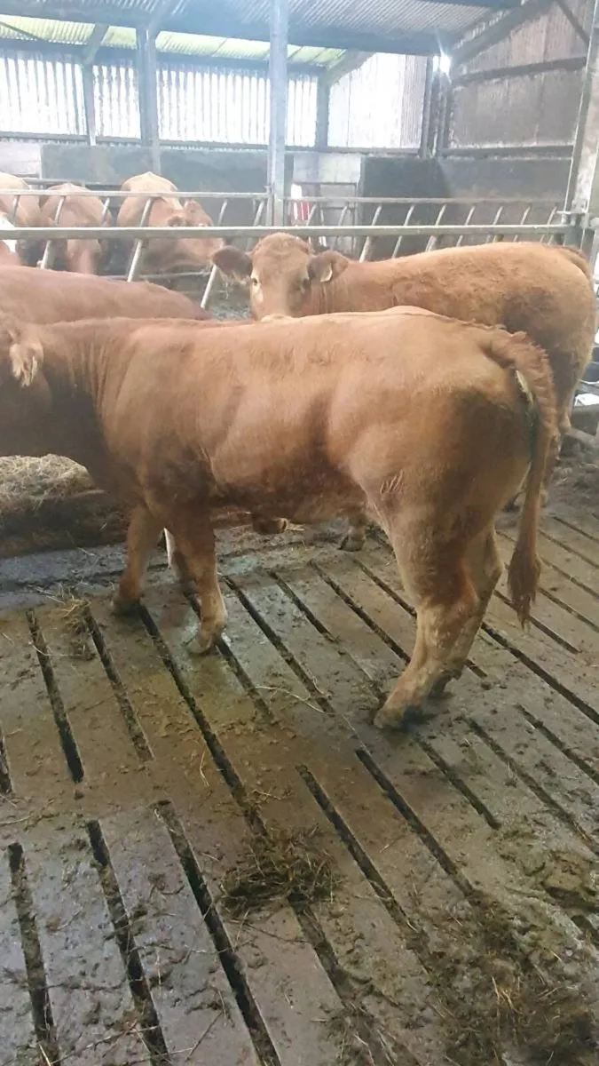 Weanling  limousin heifers - Image 4