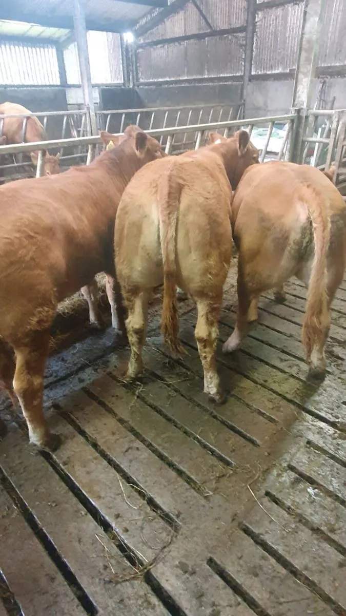 Weanling  limousin heifers - Image 1