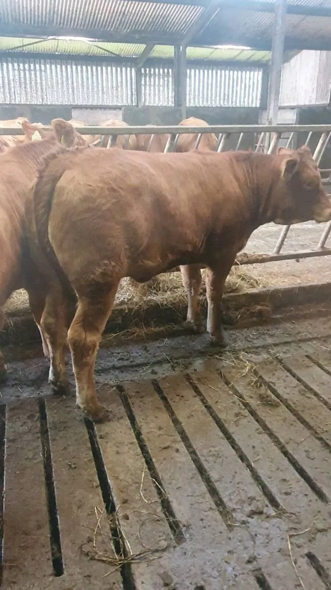 Weanling  limousin heifers - Image 2