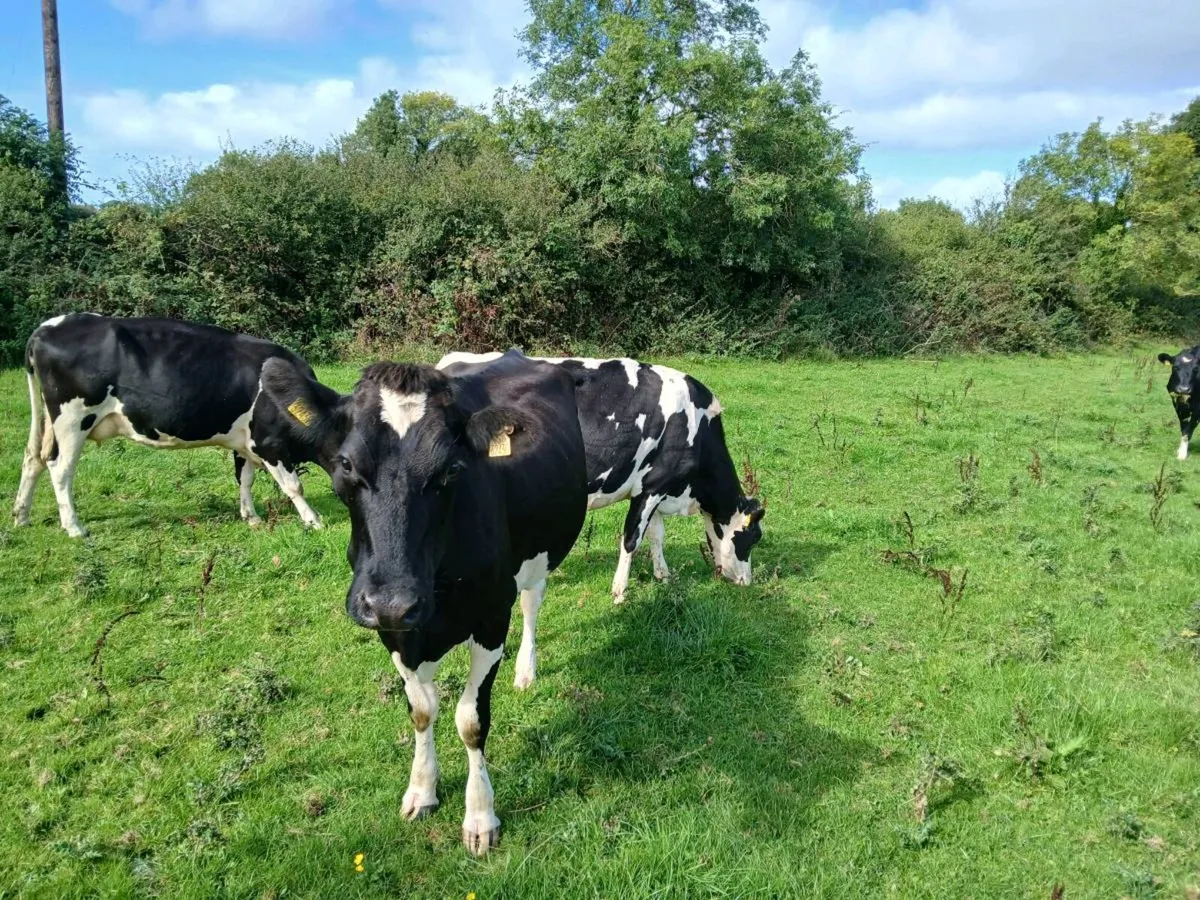 Friesian cows - Image 4