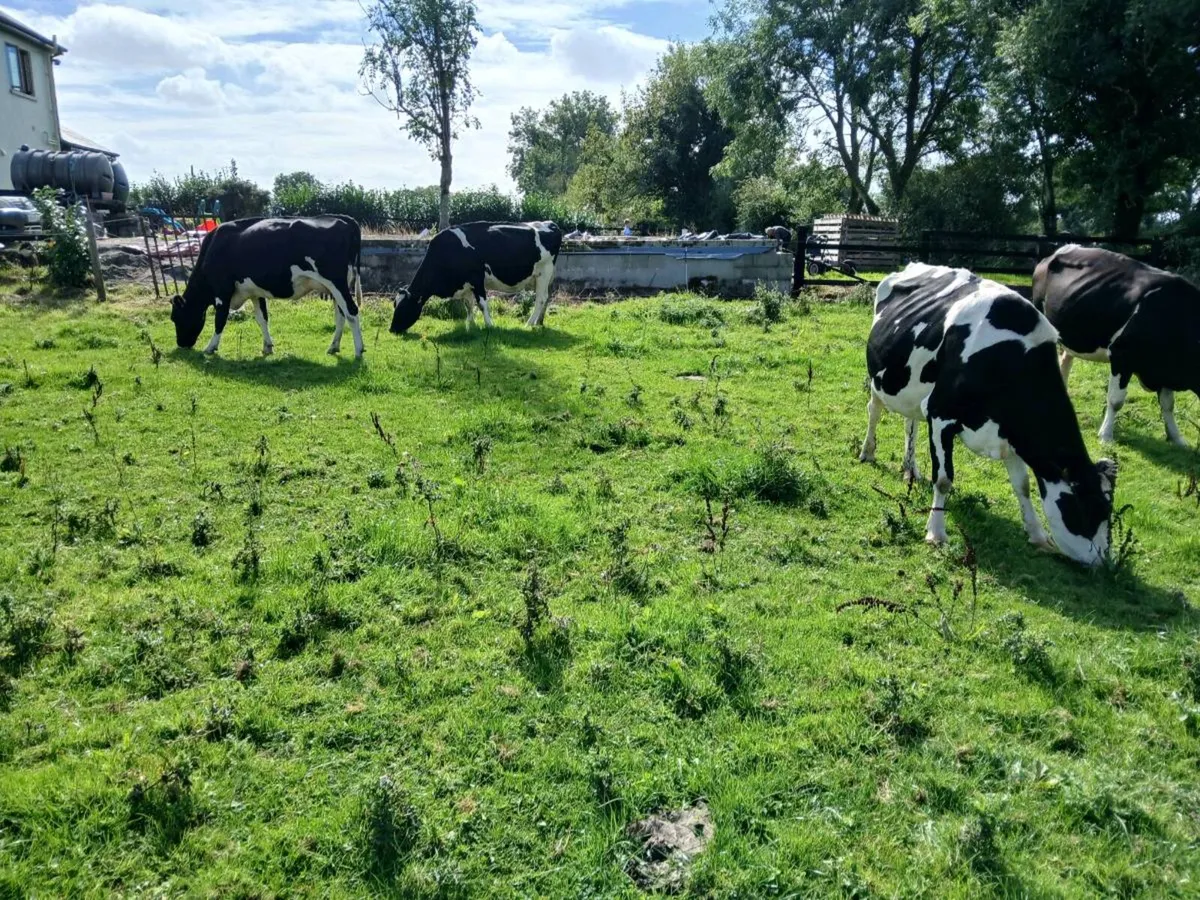 Friesian cows - Image 2