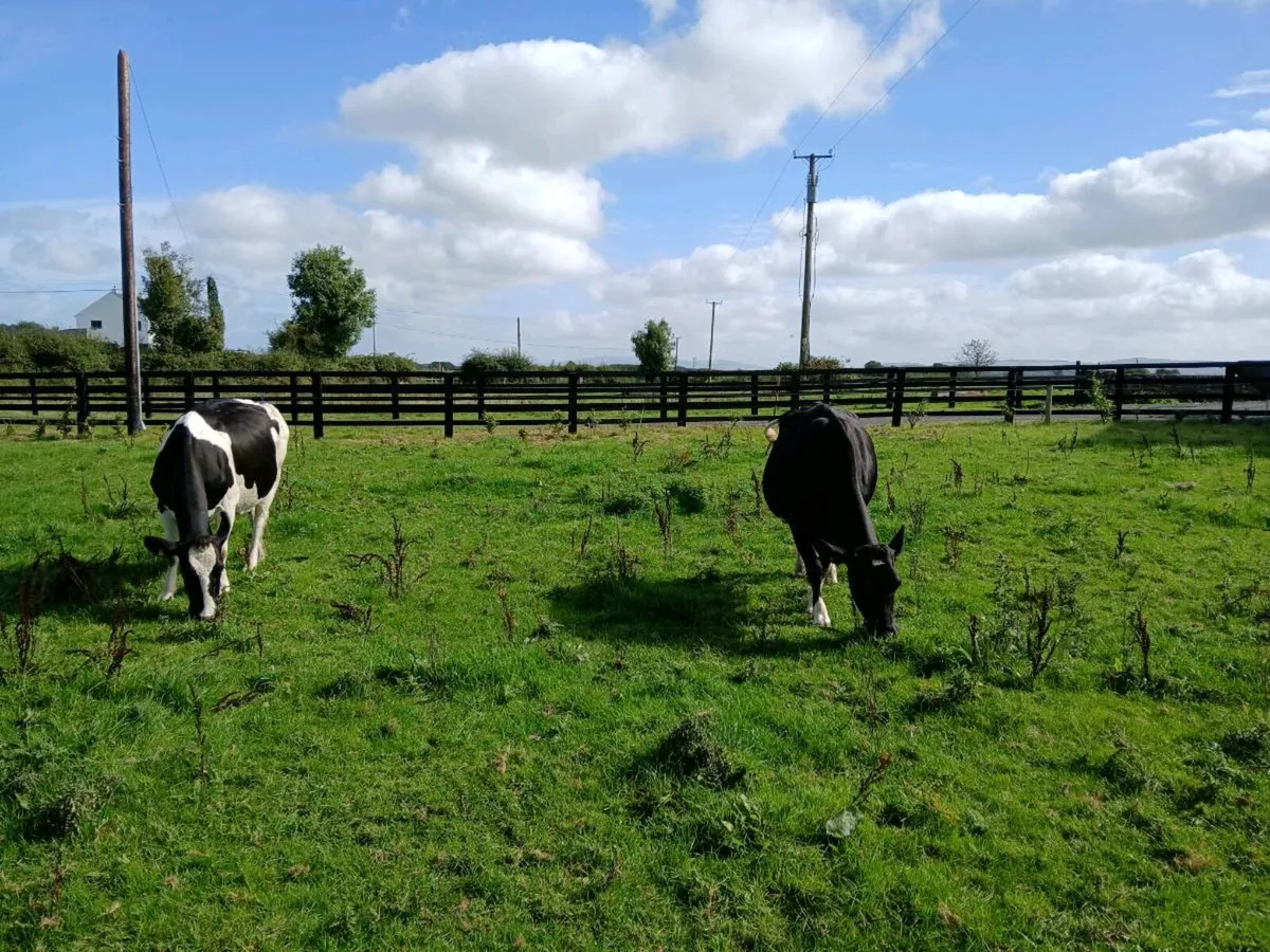 Friesian cows - Image 3