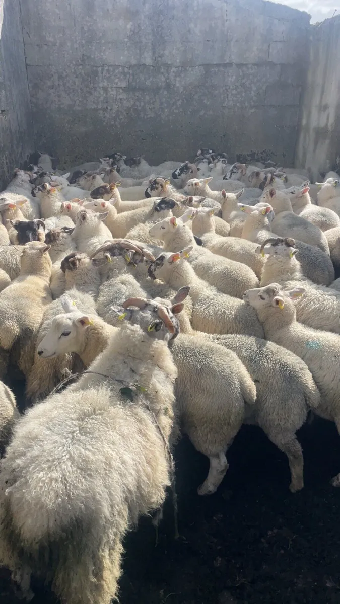 Store lambs - Image 1