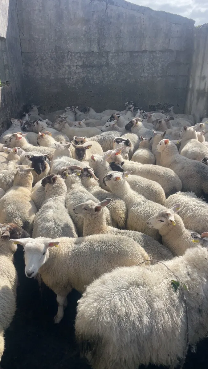 Store lambs - Image 2