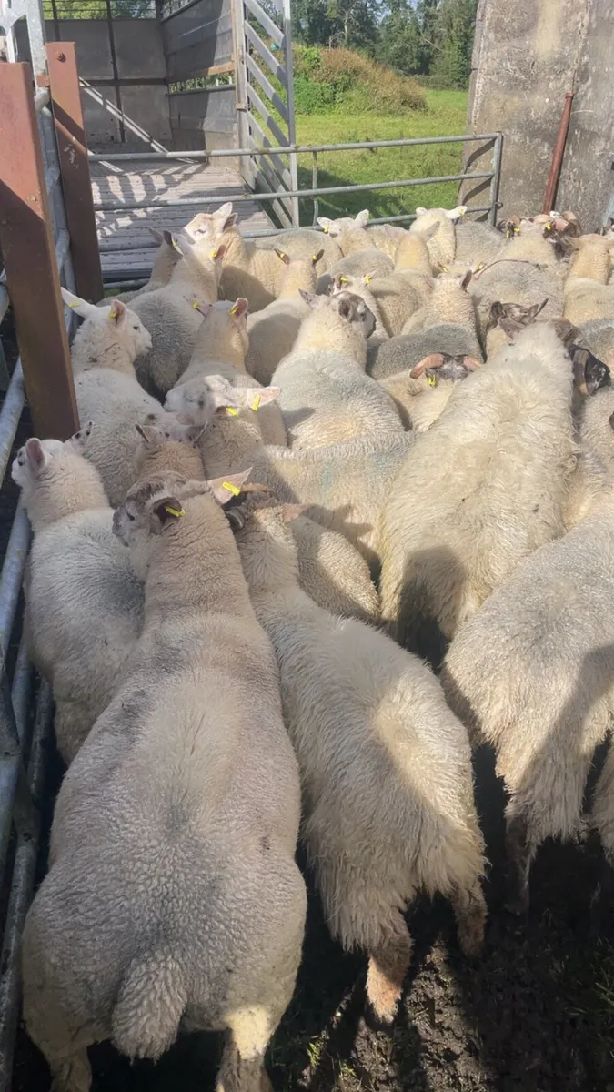 Store lambs - Image 3