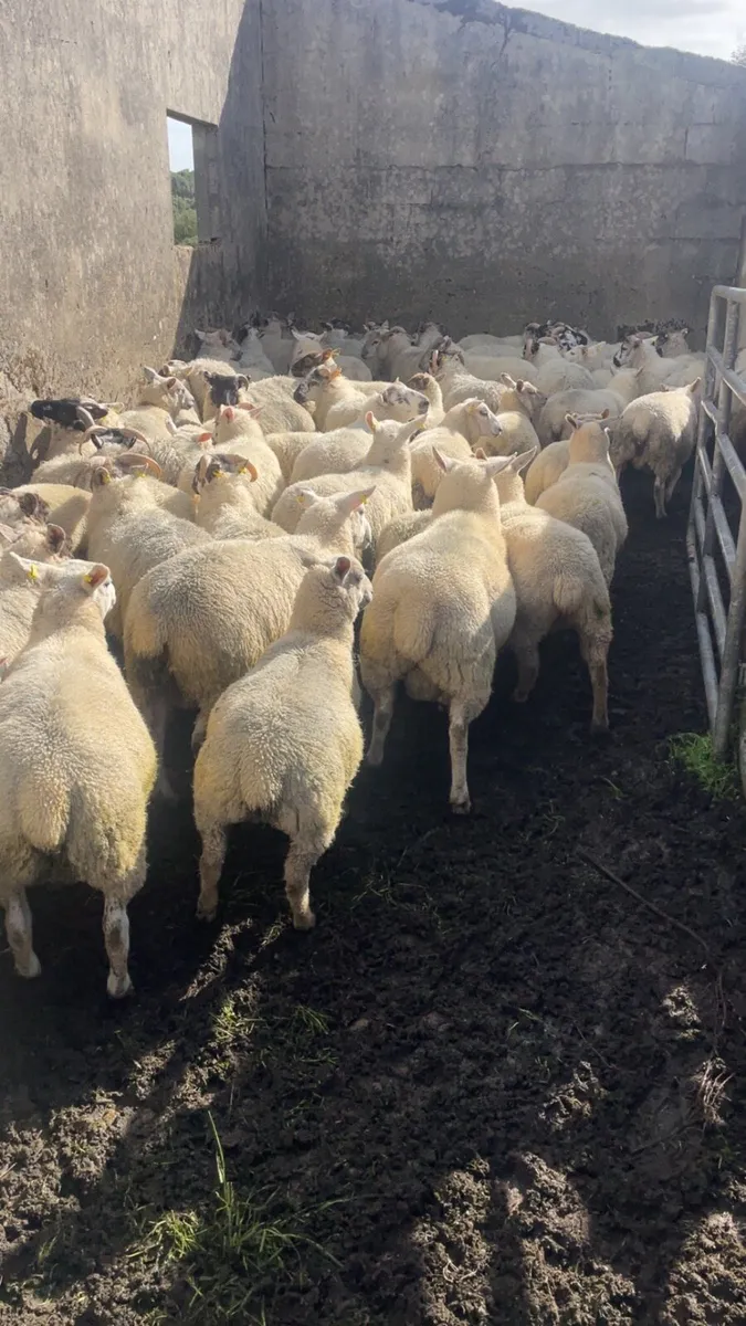 Store lambs - Image 4