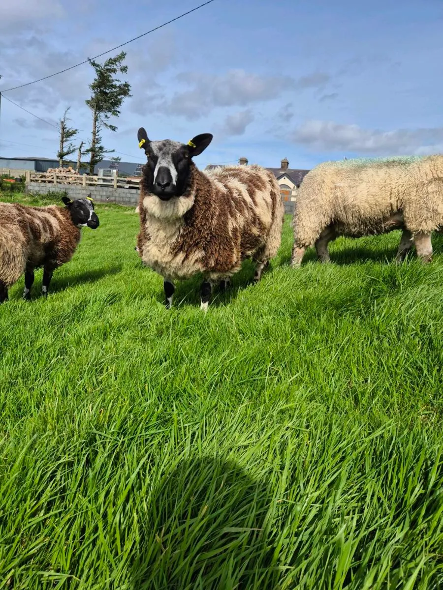 Dutch Spotted Ram Lambs - Image 2