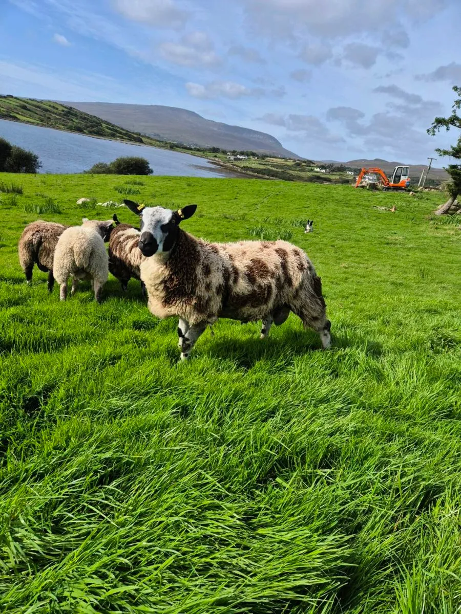 Dutch Spotted Ram Lambs - Image 1